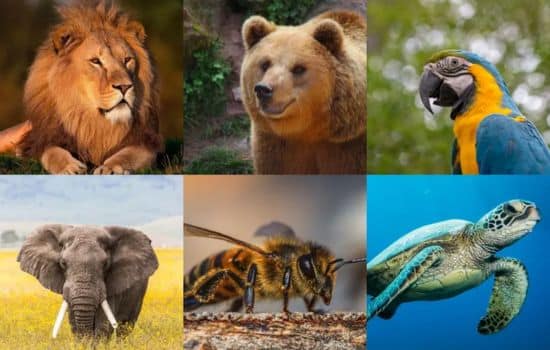 Leão, lobo ou coruja? Veja qual animal representa você