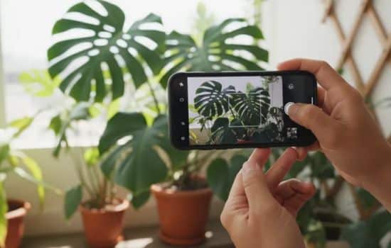3 aplicativos com IA para identificar plantas pelo celular